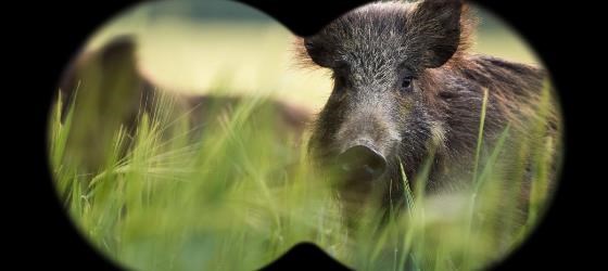 Squeal on Pigs!
