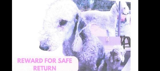 Missing Dog - Teavana
