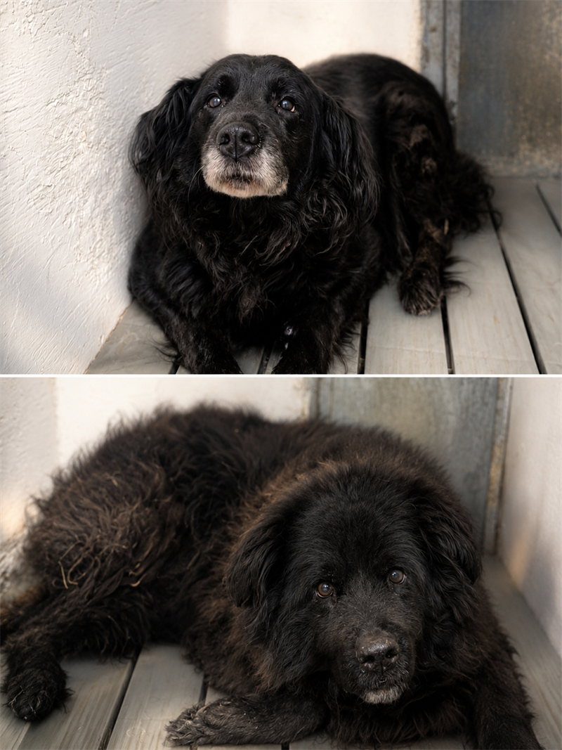 Dog_Pictures